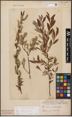 Foto von Salix aurita L. x Salix repens L.
